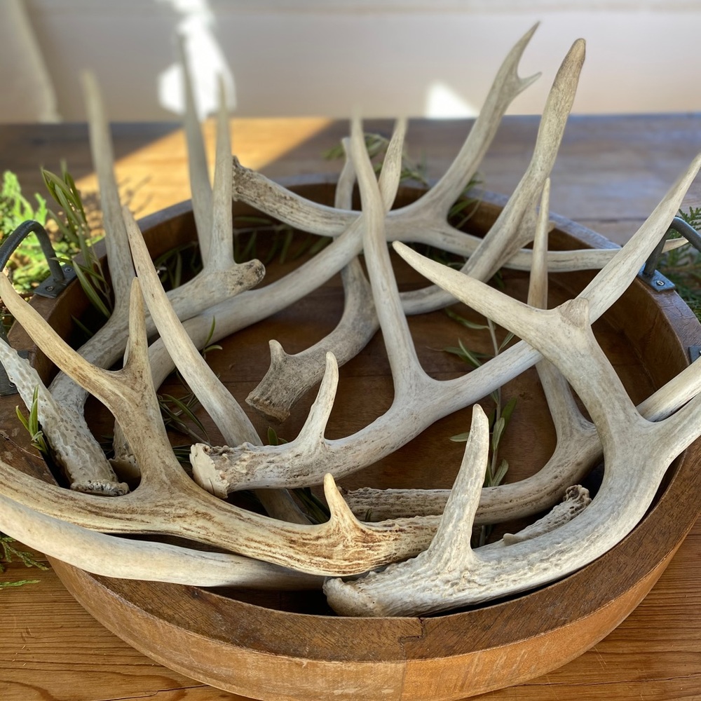 Beautiful Medium Antler Sheds